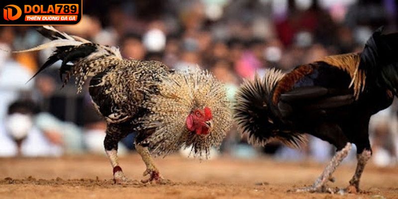 Những tiêu chí để lựa chọn gà tre dễ thắng
